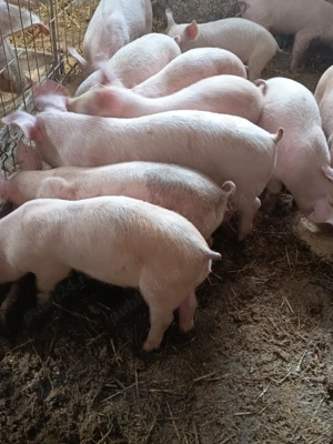 purcei de vânzare  - imagine 2