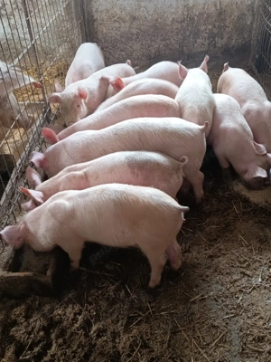 purcei de vânzare  - imagine 4