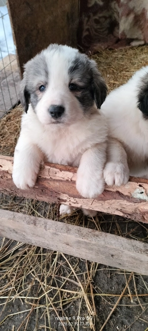 Vand pui ciobanesc de Bucovina  - imagine 5