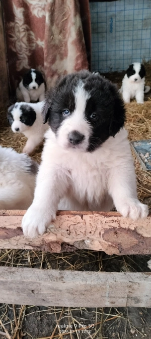 Vand pui ciobanesc de Bucovina  - imagine 2