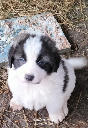 Vand pui ciobanesc de Bucovina  - imagine 4