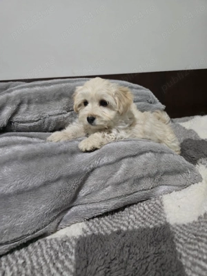 Câine jucăuș 12 săptămâni, Maltipoo