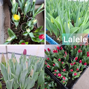 Zambile, Lalele, Cyclamen, Primule, Garofite, Bujori 2026. - imagine 2