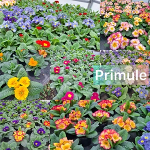 Zambile, Lalele, Cyclamen, Primule, Garofite, Bujori 2026. - imagine 3