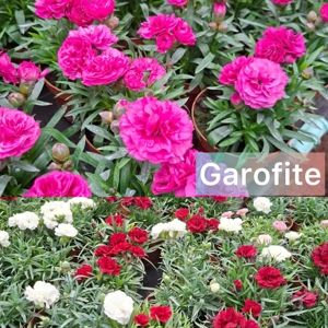 Zambile, Lalele, Cyclamen, Primule, Garofite, Bujori 2026. - imagine 4