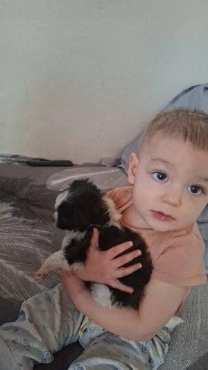 Disponibile 2 fetițe bichon maltez  - imagine 2