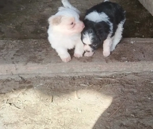 Disponibile 2 fetițe bichon maltez  - imagine 3