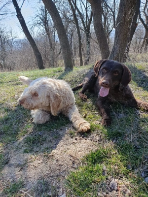 Caini de trufe - imagine 3