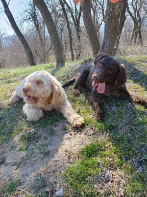 Caini de trufe - imagine 2