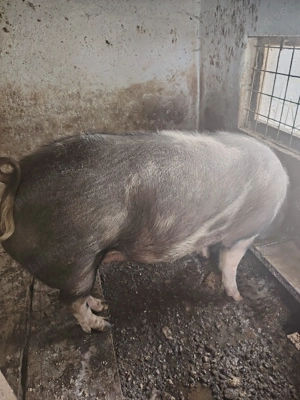 Vand o scrofita pietrean de 140-150 kg