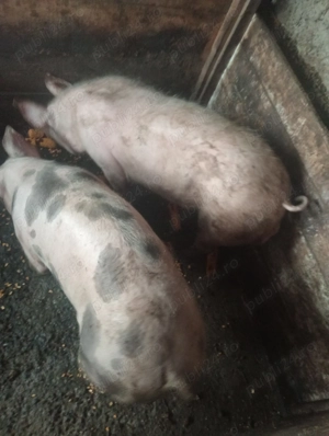 Vând porci  - imagine 4