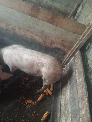 Vând porci  - imagine 3