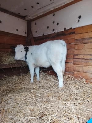 Vând o vitea belga de 3 luni  - imagine 3