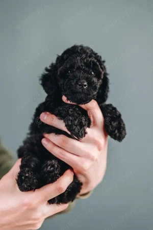 caniche poodle mini toy 
