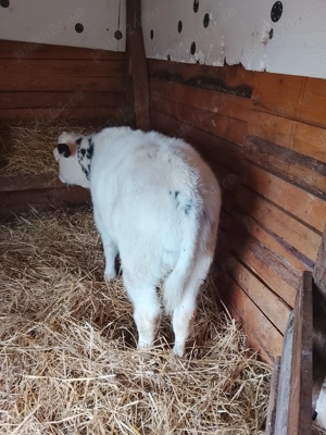 Vând o vitea belga de 3 luni  - imagine 6