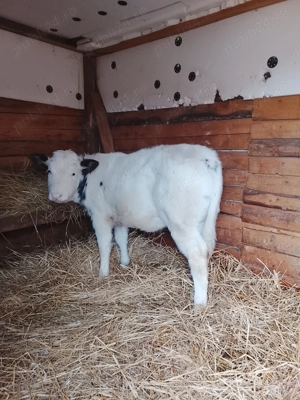 Vând o vitea belga de 3 luni  - imagine 2