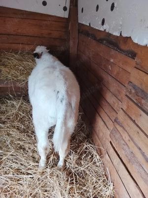 Vând o vitea belga de 3 luni 