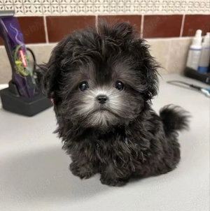 caniche poodle mini toy Black 