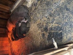 Vând scroafa cu purcei Bazna 