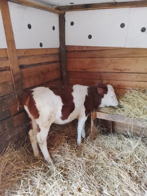 Vând o vitea bălțată românească de 2 luni jumate 