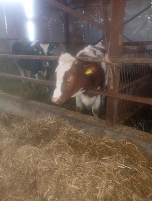 Vând 2 vițele  - imagine 2