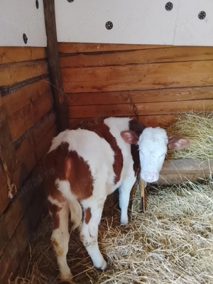 Vând o vitea bălțată românească de 2 luni jumate  - imagine 2
