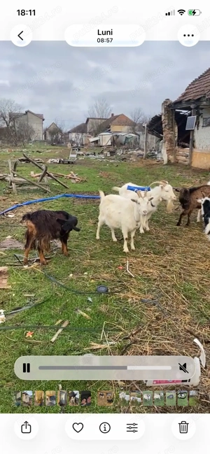 vand schimb cu porci sau cereale - imagine 3