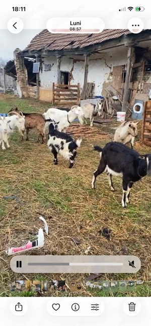 vand schimb cu porci sau cereale - imagine 5