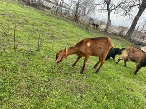 vand schimb cu porci sau cereale - imagine 2