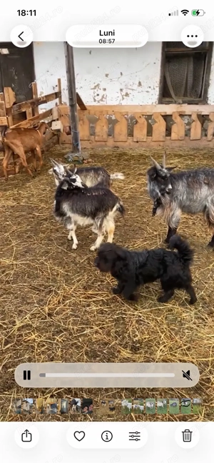 vand schimb cu porci sau cereale - imagine 4