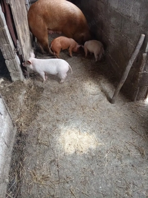 Vând trei scrofițe  - imagine 4