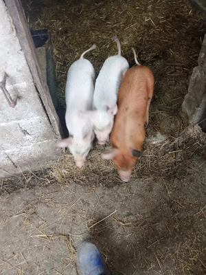 Vând trei scrofițe  - imagine 2