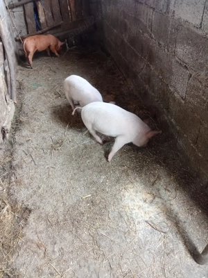 Vând trei scrofițe  - imagine 3