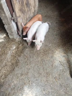 Vând trei scrofițe 