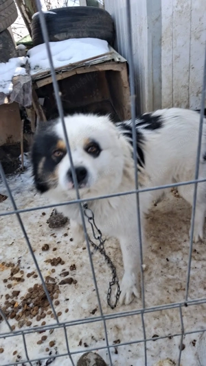 Vând câine ciobănesc 