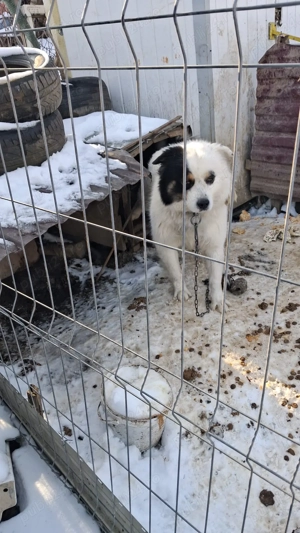 Vând câine ciobănesc  - imagine 2