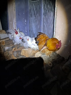 Cochinchina pitic  - imagine 2