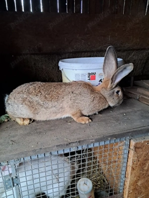 Iepuri uriaș german  - imagine 4