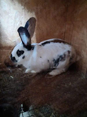 Iepuri uriaș german 