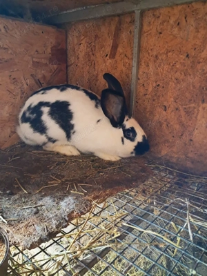 Iepuri uriaș german  - imagine 5