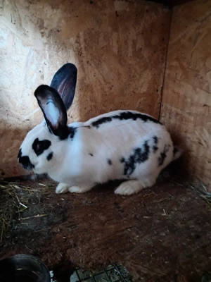 Iepuri uriaș german  - imagine 2