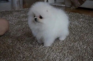 Pomeranian talie Teeacup, model ursulet - imagine 2