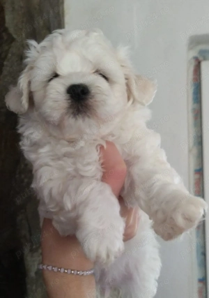 Fetiță bichon maltez 