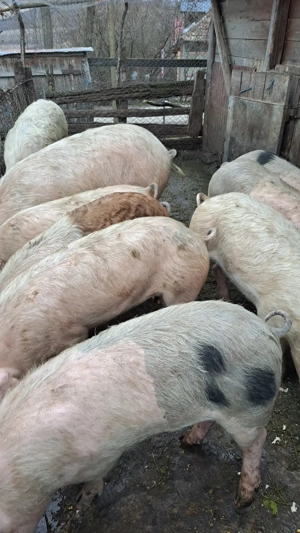 Disponibili pentru schimbare! - imagine 2