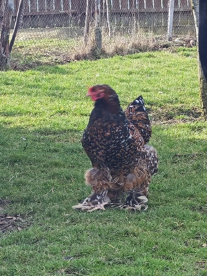 Oua pentru incubat RASA BRAHMA - imagine 4