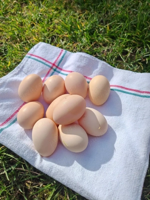 Oua pentru incubat RASA BRAHMA - imagine 3