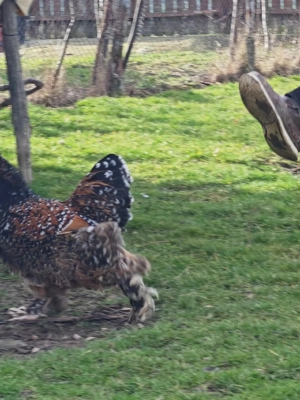 Oua pentru incubat RASA BRAHMA - imagine 2