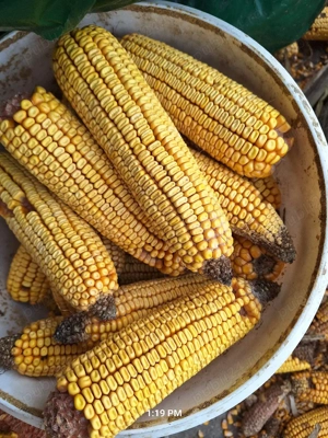 porumb de vanzare - imagine 2