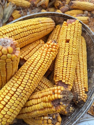 porumb de vanzare - imagine 3