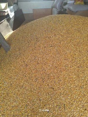 porumb de vanzare - imagine 4